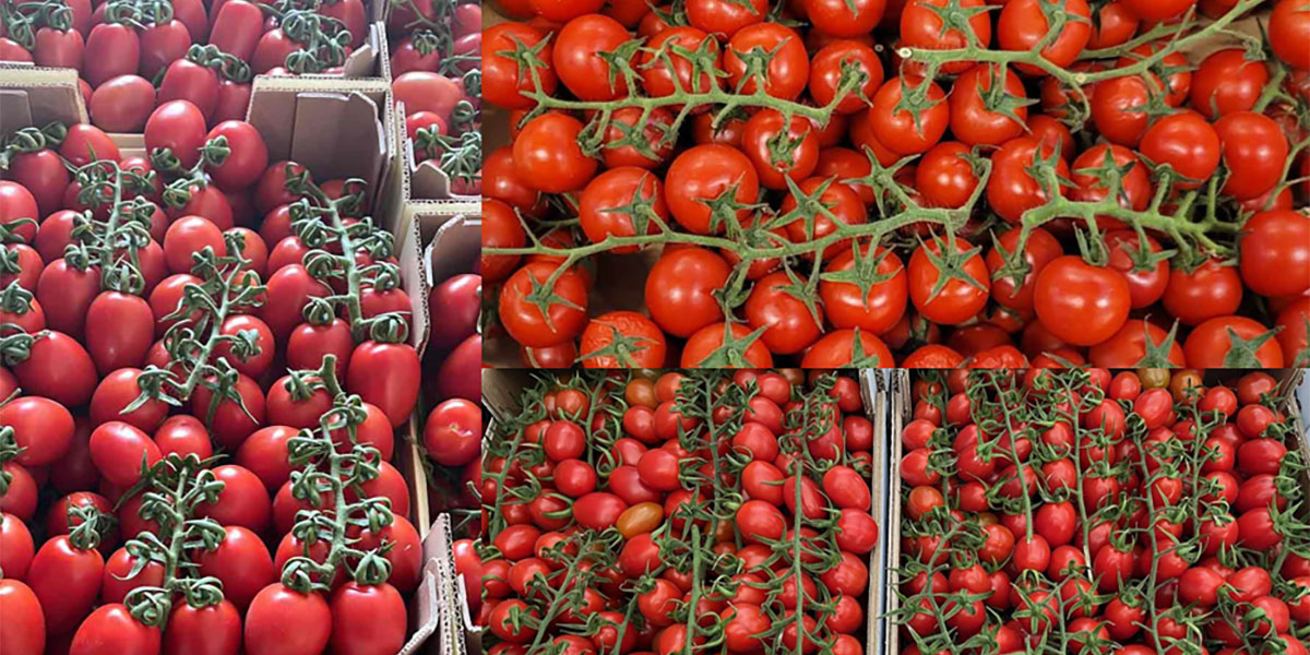 Pomodoro, i prezzi toccano il fondo: ciliegino crolla anche a 20 centesimi